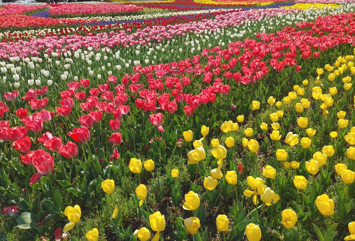 38moto2's tweet photo. さくら🌸早いと
🌷も早かった！

こっちも満開気味🌼 https://t.co/QEWH5IhmB7