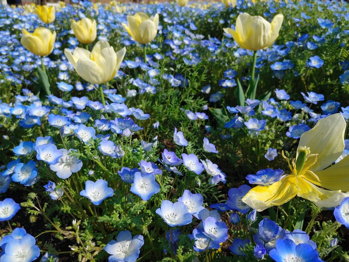 38moto2's tweet photo. さくら🌸早いと
🌷も早かった！

こっちも満開気味🌼 https://t.co/QEWH5IhmB7