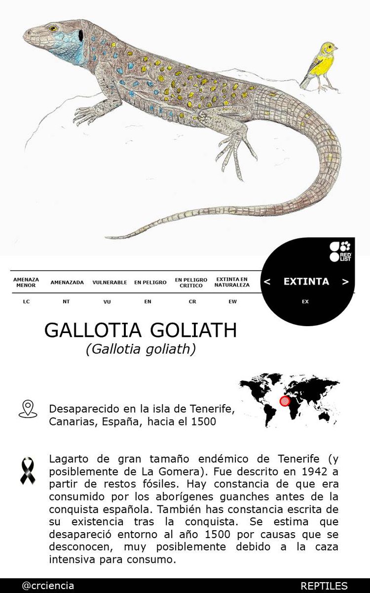 CRCpaleos's tweet image. SEXTA EXTINCIÓN
Gallotia goliath (Gallotia goliath) España, 1500
#Holoceno #Extinciones #Reptiles