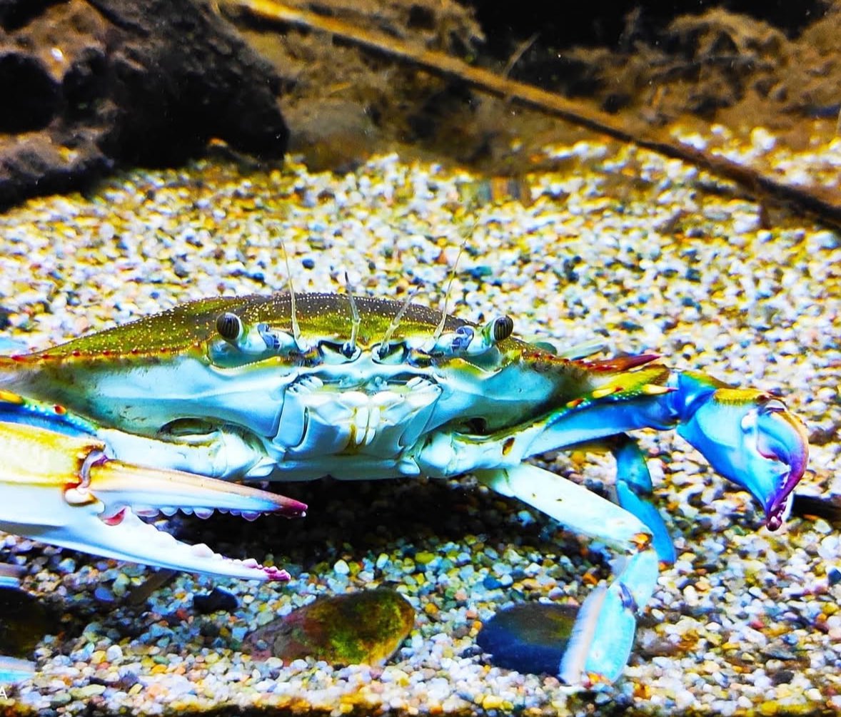 🦀 Crab Of The Day 🦀 tweet media