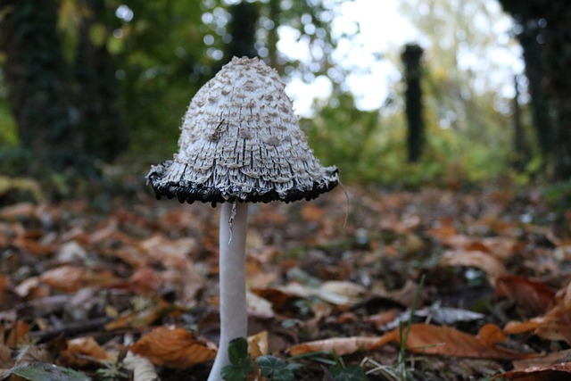 Michael Tang tweet media