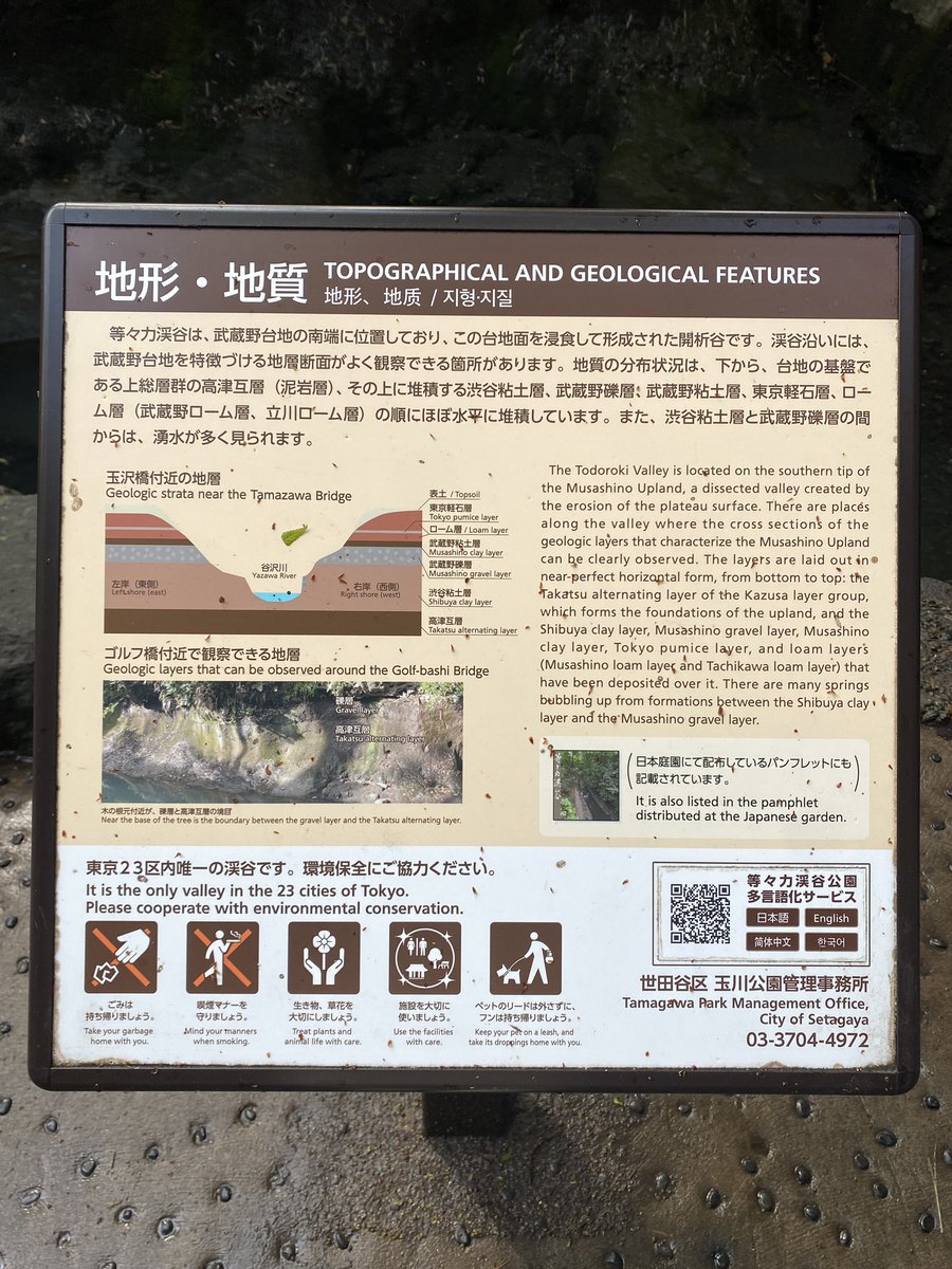 猫の爪 tweet media