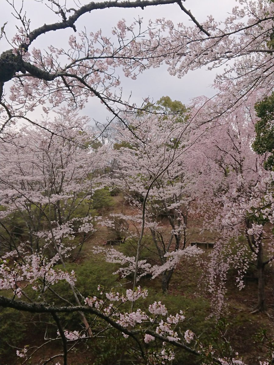 37県マンカイナリ