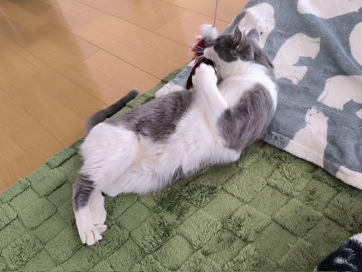virtualrabbit5's tweet photo. アッシュ元気に遊んでおります。
#里親募集中　#灰白 https://t.co/JylI7Lkg0f