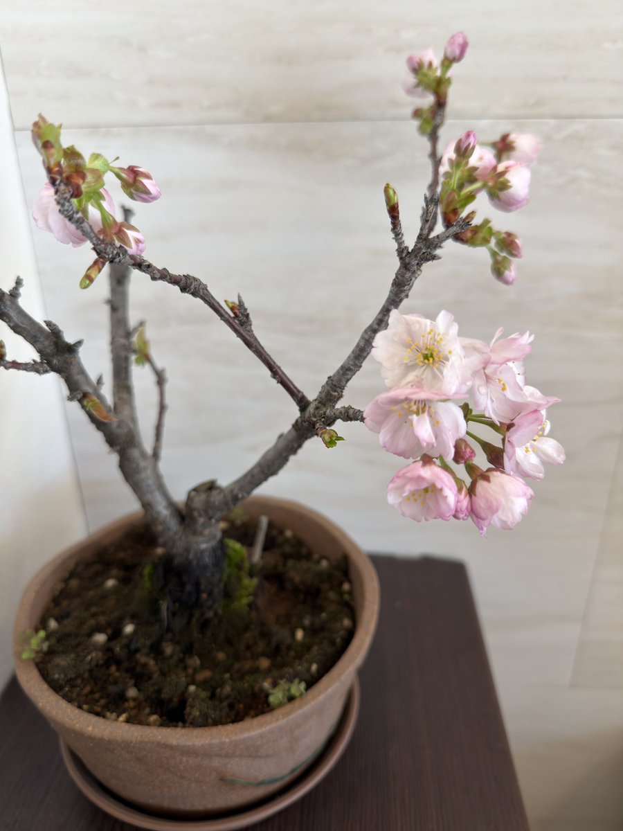 tnukina's tweet photo. 今年もスタジオの桜が開花しました🌸
お花見しましょう🍶✨ https://t.co/2LSU6qxXN0