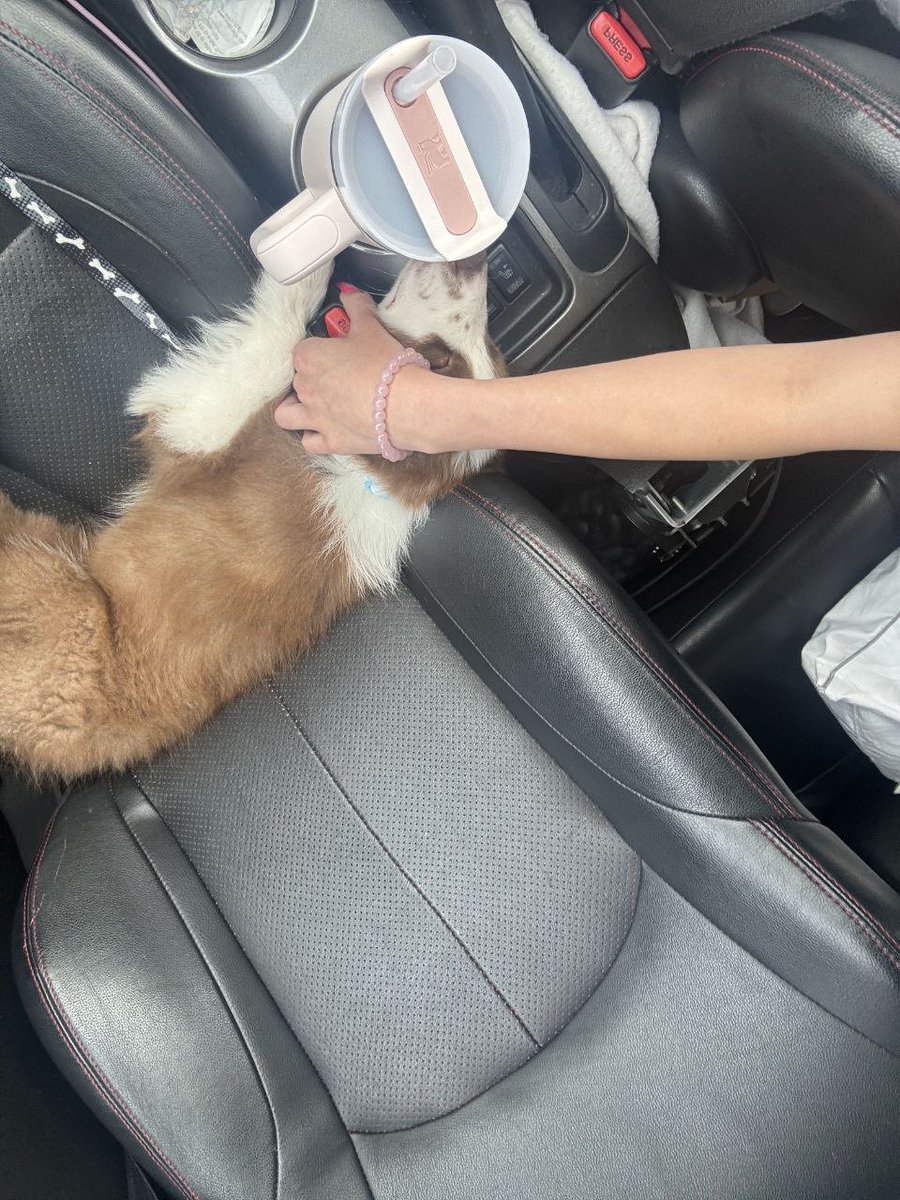 clumsyalice08's tweet photo. my passenger princess https://t.co/QffGLXe5cH