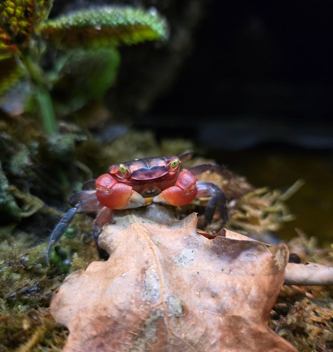 🦀 Crab Of The Day 🦀 tweet media