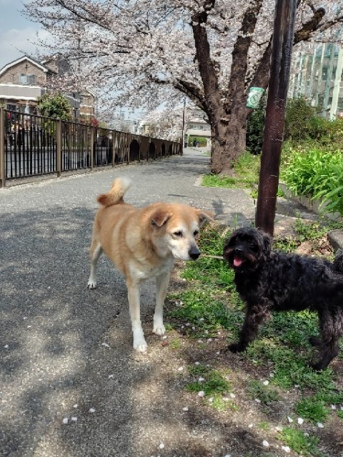 四ッ谷ボンクラージュ tweet media