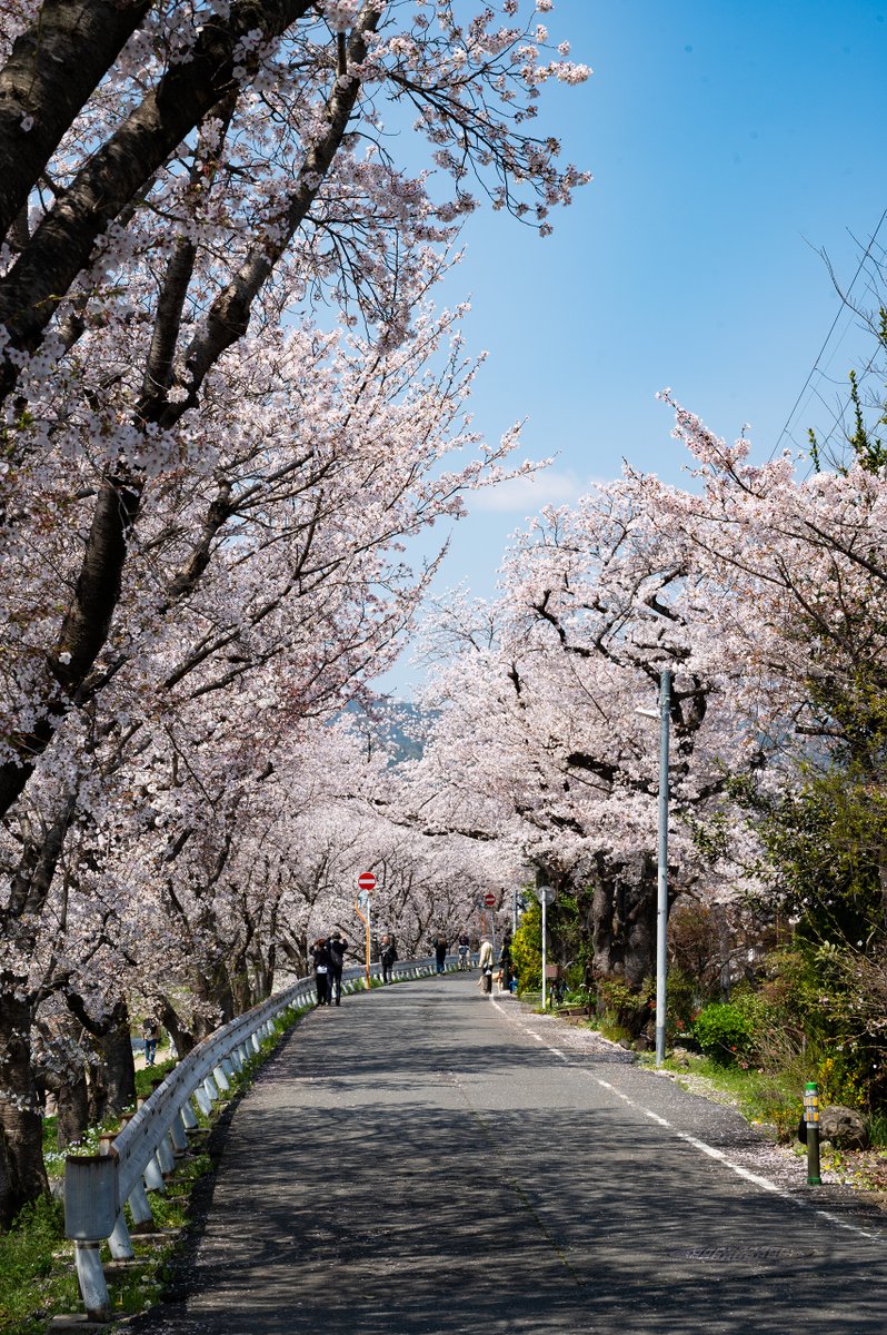 Shuhei Miyazawa tweet media