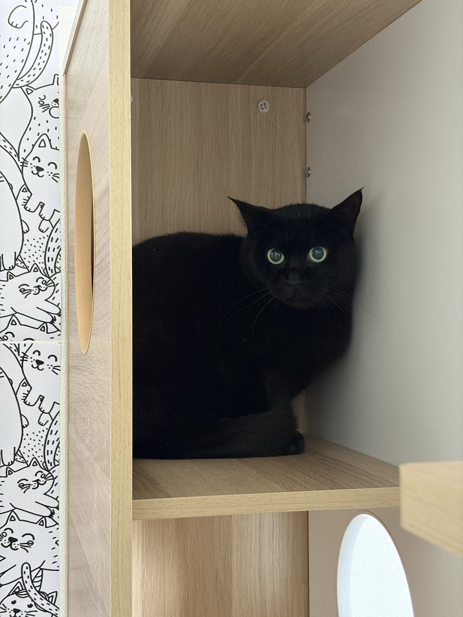 キャサリン🐈⬛ tweet media