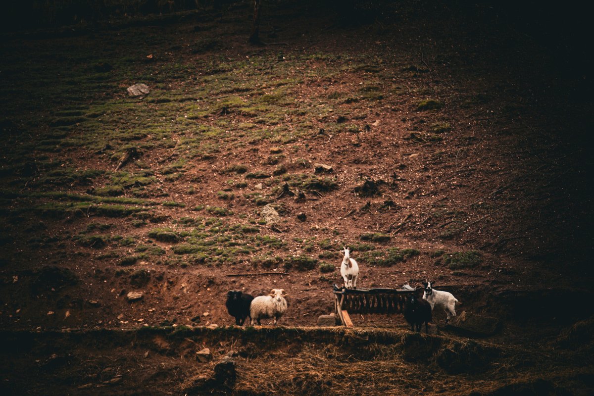 Leaving 🎗️🇮🇱🇺🇦🇪🇺🇨🇦🇬🇱 tweet media