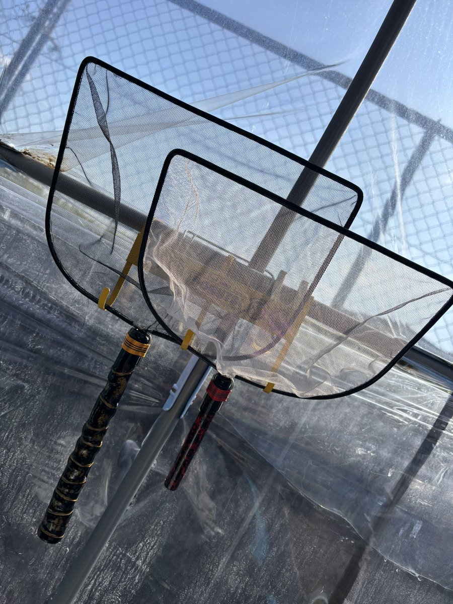 ぷれお tweet media