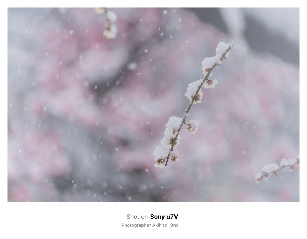 ArtBridge8 tweet media