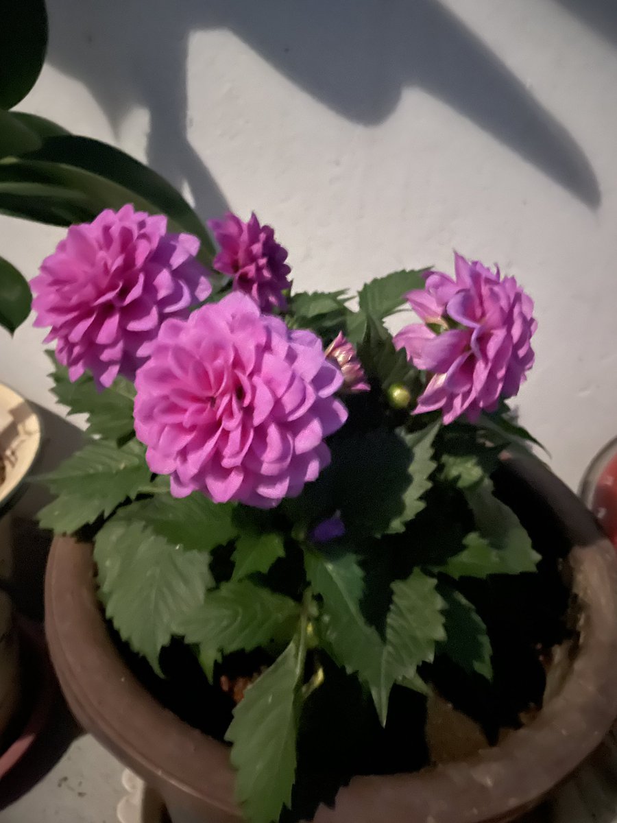 찔레꽃 tweet media