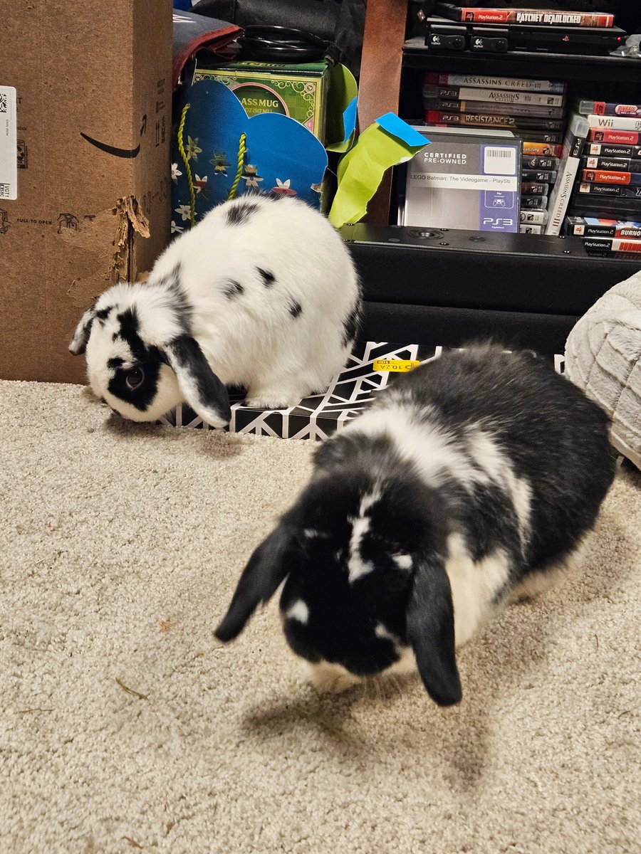 Daily bun no. 713.  Two buns enjoying some playtime. 🐇