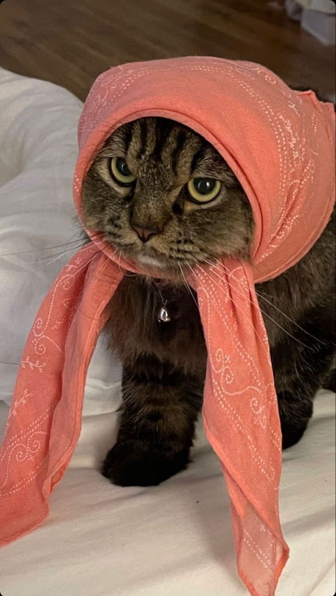 بوح |🐈‍⬛ tweet media