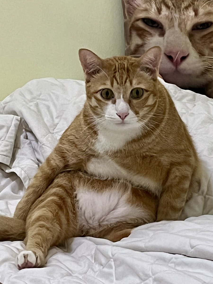 °˖kn◡̈t─นัทเต้อ tweet media