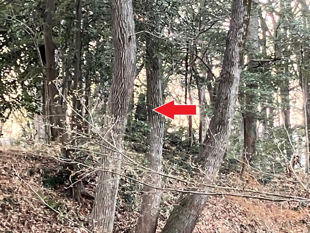 埼玉県立嵐山史跡の博物館 tweet media