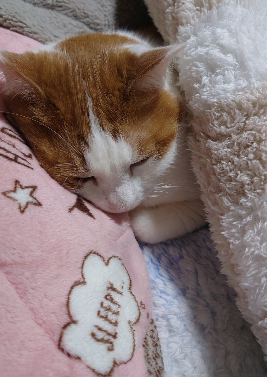 眠いから構うなって言ってます。