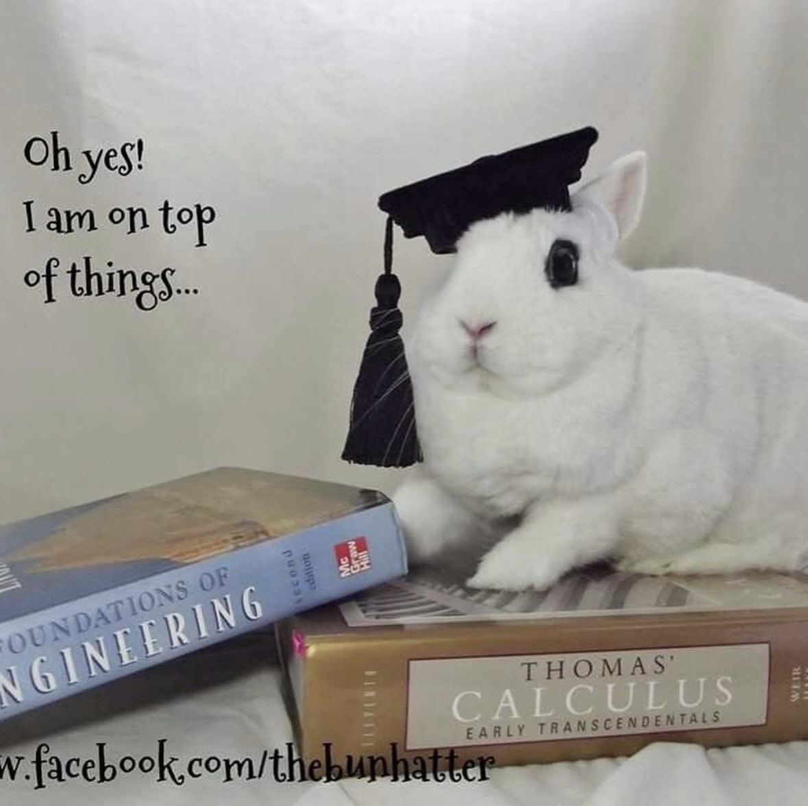 lizzy 🎀 tweet media