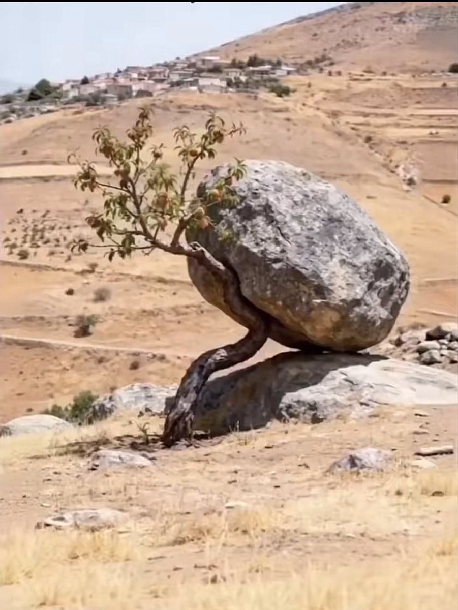 سُكــــره tweet media