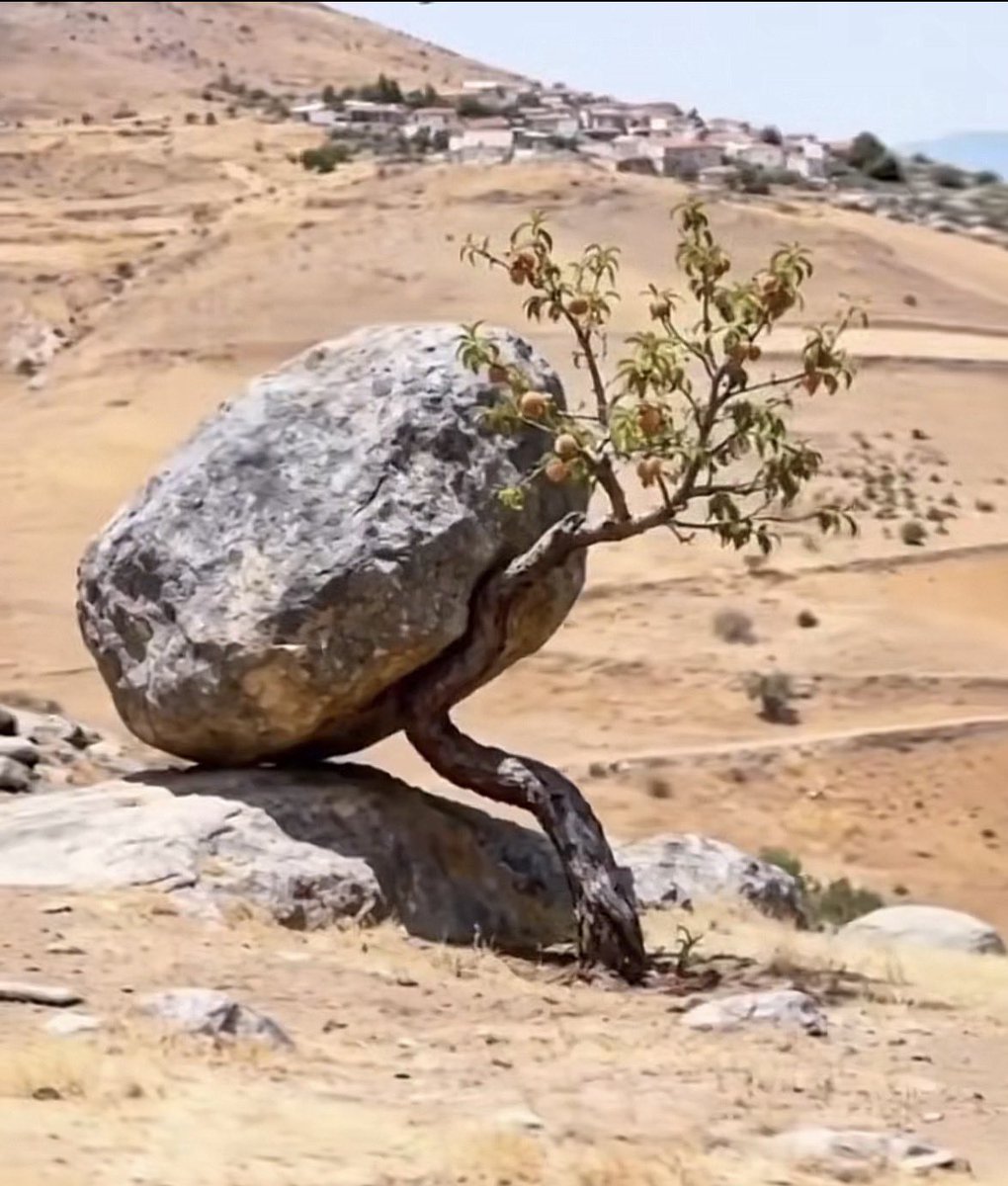 سُكــــره tweet media