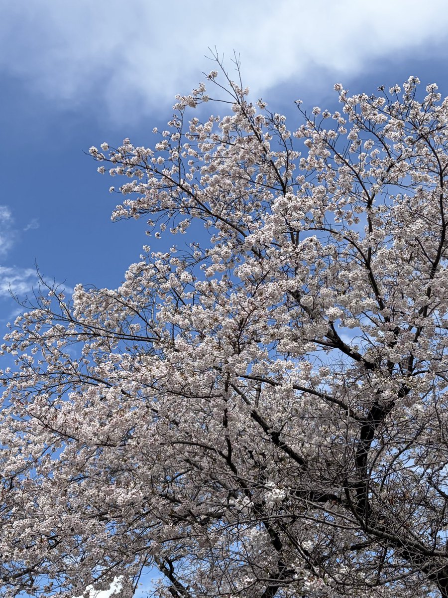 Lyon_Cafe's tweet photo. #リヲンカフェ です
やっと青空が見えました そして
🌸桜吹雪がカフェの前まで舞っています
 桜四条公園は今日明日が見頃になりそうです☕️今週は🍮プリンです
#lyonwellfield  
#リヲンウェルフィールドカフェ #さいたまカフェ #大宮カフェ https://t.co/9L3AUqviEO
