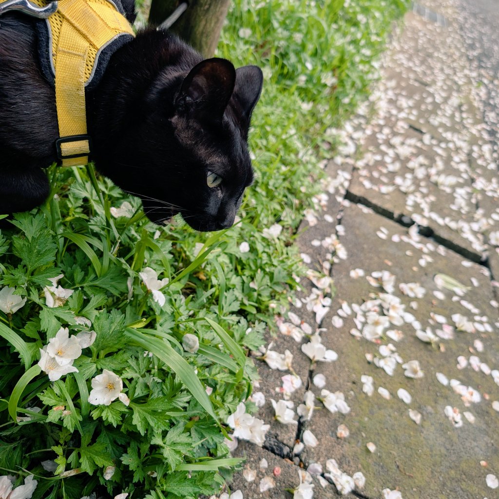 コタのAI紀行 tweet media