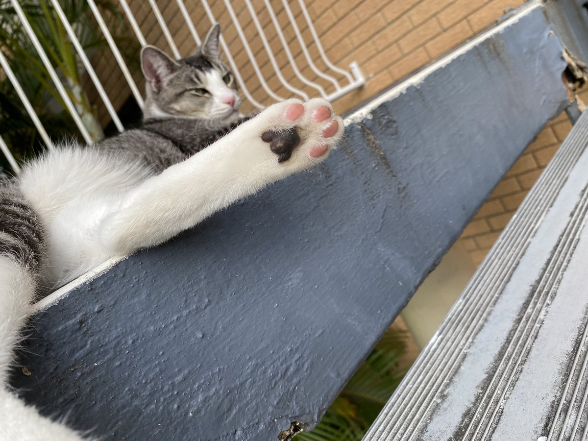 Find another cat with paw pads like this

Yes I’ll wait 

Oh shit you can’t, right? 

My Monte is 1 in a gazillion 🫵😹