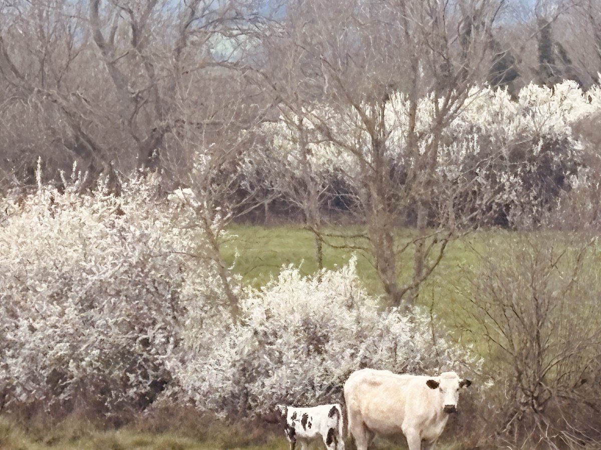 sussexfarming's tweet image. On #safari &amp;amp;  this cow and calf have changed colour to blend into their industrialised farmed landscape. #farming #nature #habitat #farming #cows