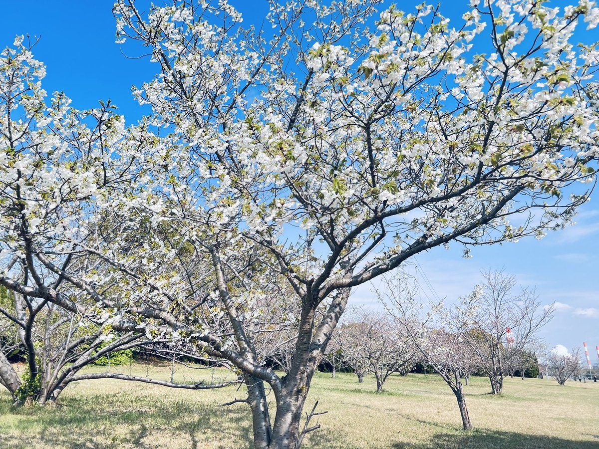 rui_fx17's tweet photo. 今年も桜観賞に来ました🌸
五分咲きでまだ見頃では
なかった🥲
でも美しい桜観賞出来て
良かった😊

熊木杏里「桜」（コブクロ「桜」カバー) https://t.co/pdpNIfA73C