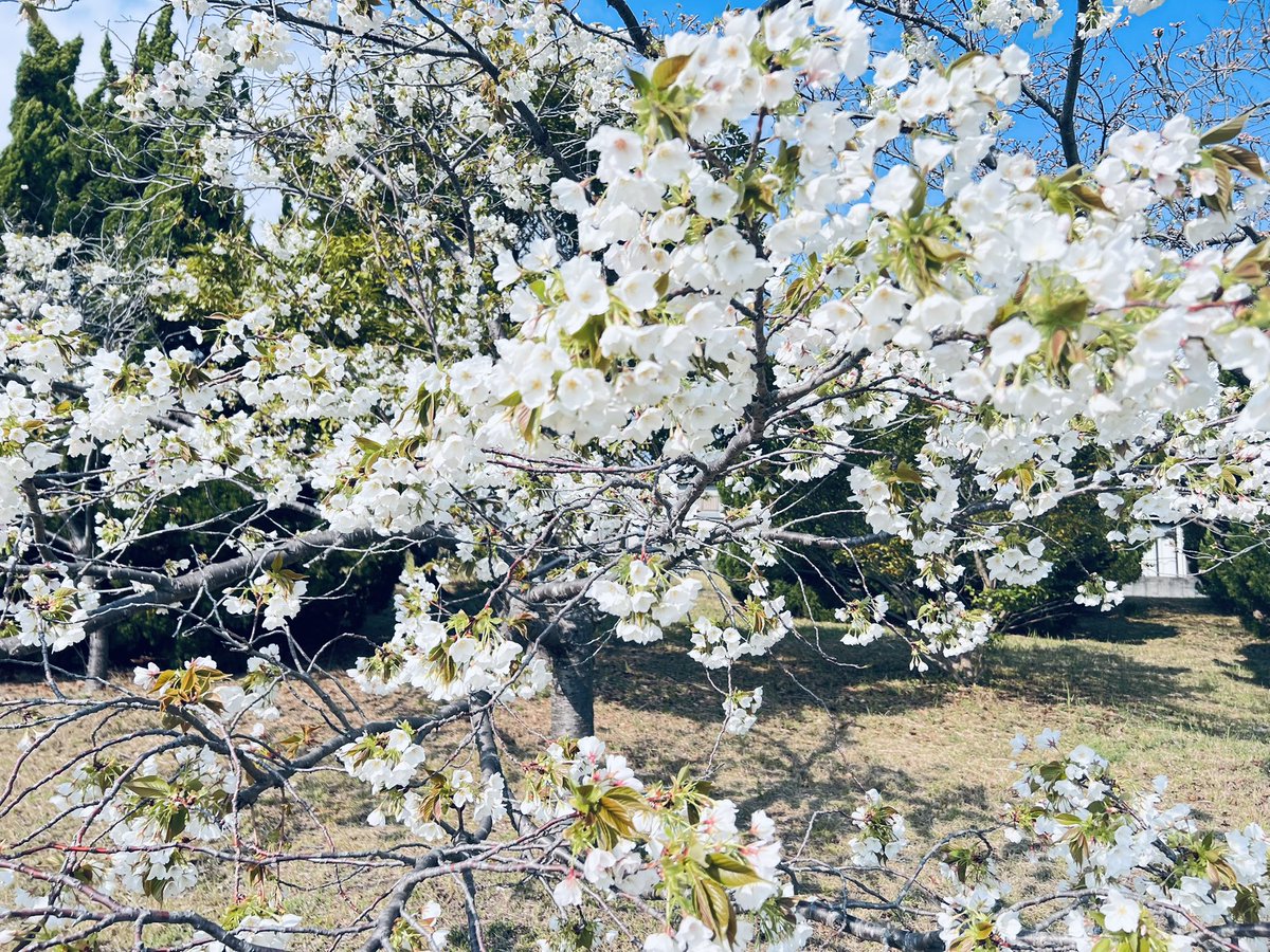 rui_fx17's tweet photo. 今年も桜観賞に来ました🌸
五分咲きでまだ見頃では
なかった🥲
でも美しい桜観賞出来て
良かった😊

熊木杏里「桜」（コブクロ「桜」カバー) https://t.co/pdpNIfA73C
