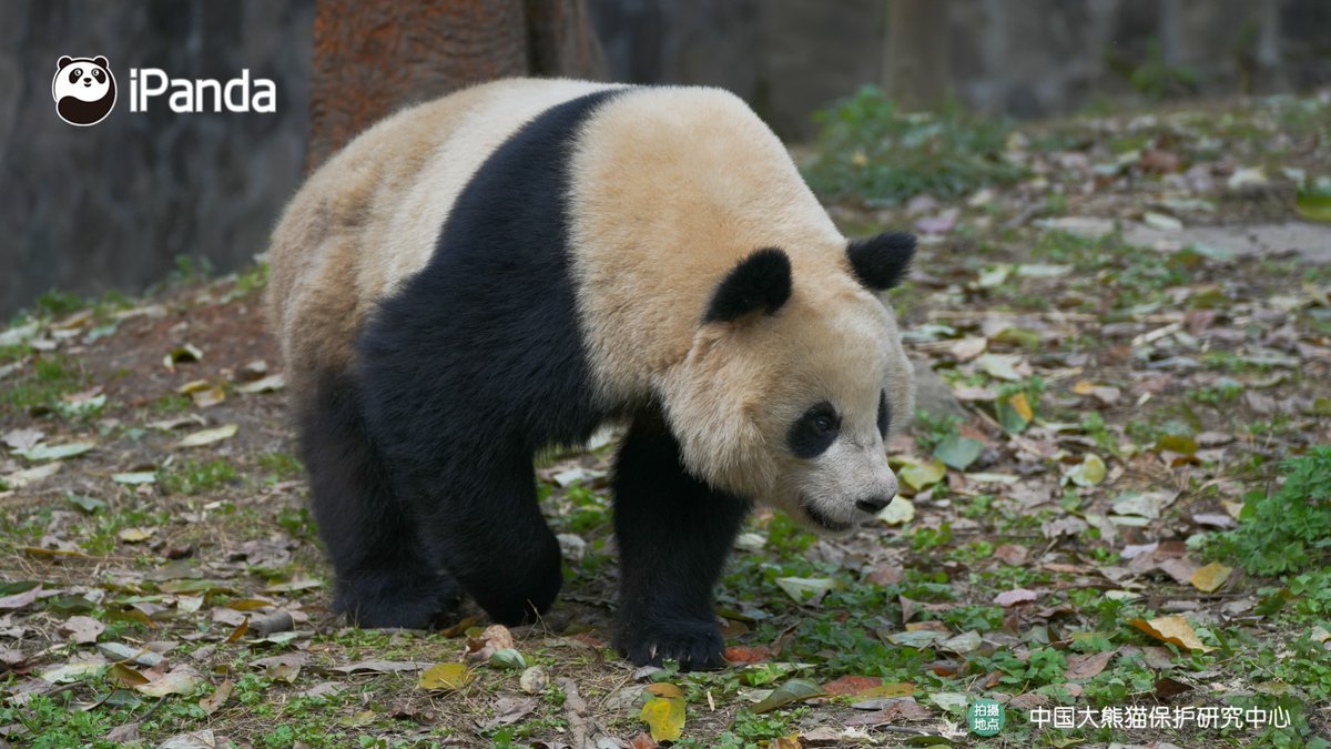 ipandacom's tweet image. When spring hits and all you wanna do is waddle around with zero destination. (Chun Yu)  

#PandaPic #CCRCGP #PandaLife   

For more panda information, please check out: en.ipanda.com