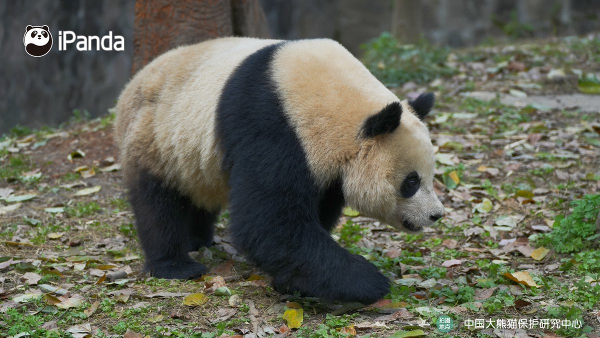 ipandacom's tweet image. When spring hits and all you wanna do is waddle around with zero destination. (Chun Yu)  

#PandaPic #CCRCGP #PandaLife   

For more panda information, please check out: en.ipanda.com