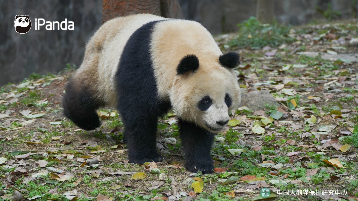 ipandacom's tweet image. When spring hits and all you wanna do is waddle around with zero destination. (Chun Yu)  

#PandaPic #CCRCGP #PandaLife   

For more panda information, please check out: en.ipanda.com