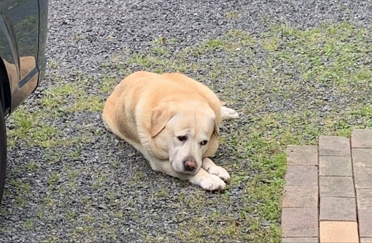 ラブラドールのジローさん tweet media