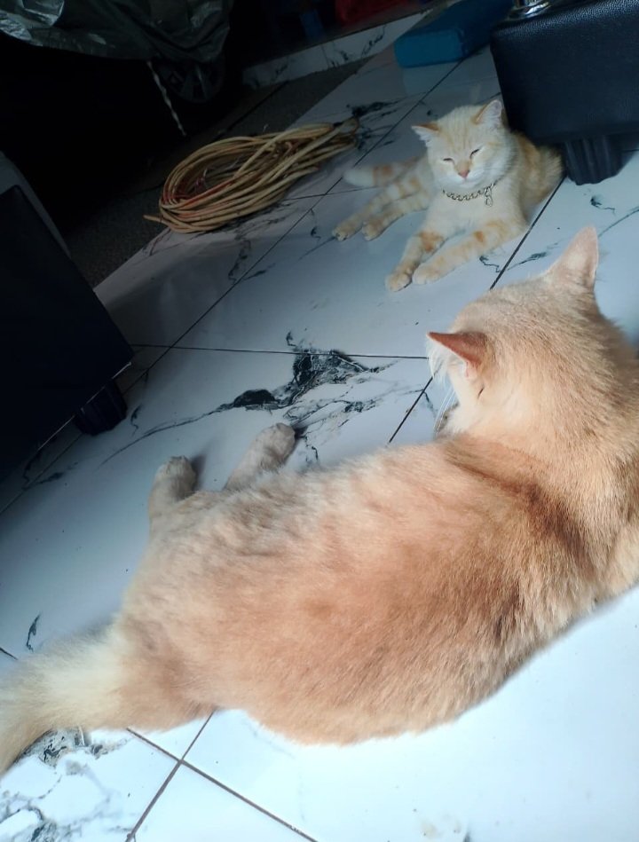 sunflowwsss's tweet photo. Lagi akur duo oyen, rara &amp; rere 😺 https://t.co/jKPVrNqWrE