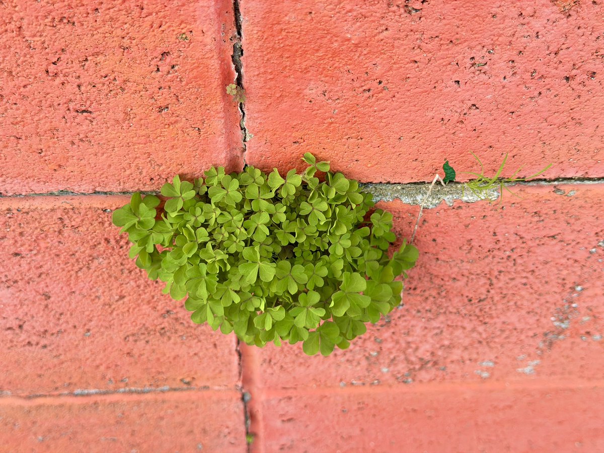 ギン499 tweet media