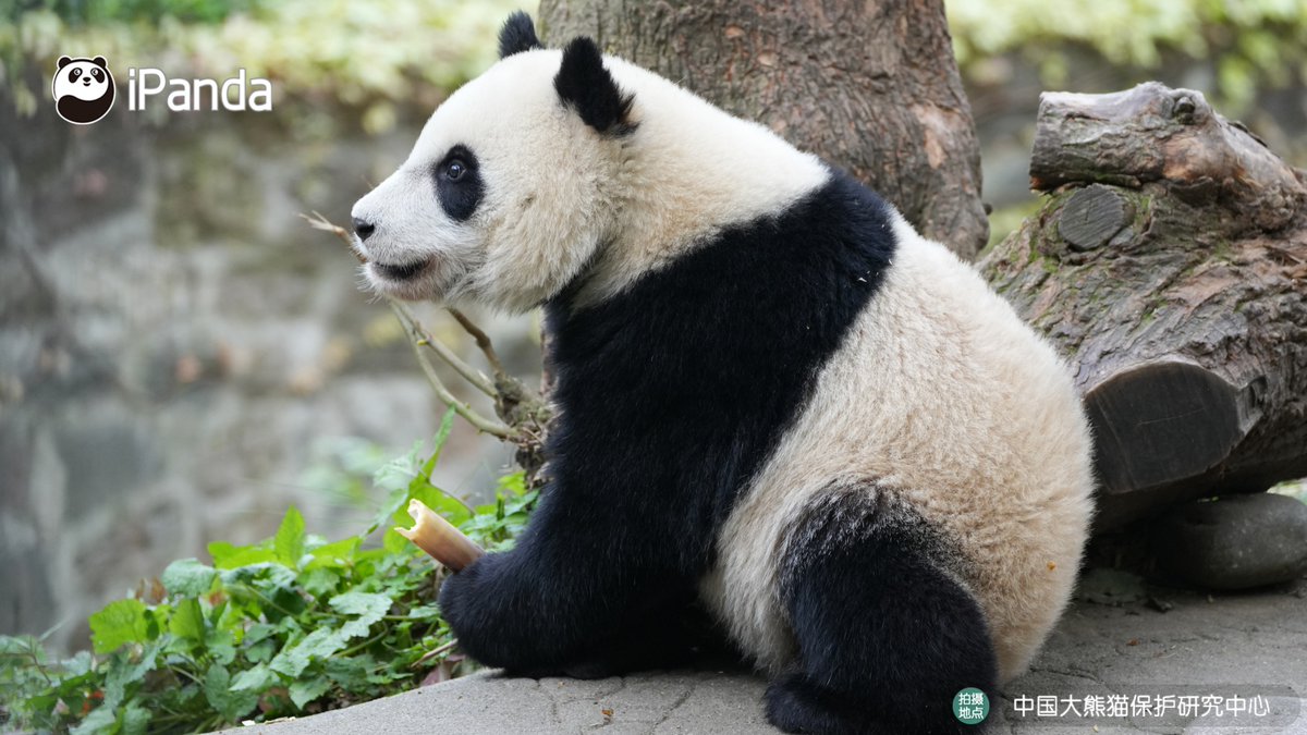 ipandacom's tweet image. Holding snacks like it's the most precious thing in the world. (Xin Qiao)  

#PandaPic #CCRCGP #PandaLife   

For more panda information, please check out: en.ipanda.com