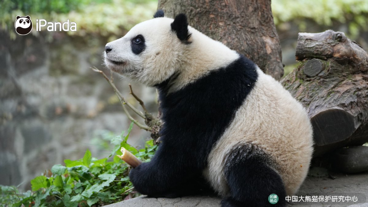 ipandacom's tweet image. Holding snacks like it's the most precious thing in the world. (Xin Qiao)  

#PandaPic #CCRCGP #PandaLife   

For more panda information, please check out: en.ipanda.com