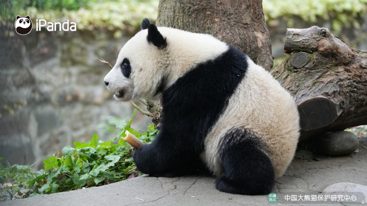 ipandacom's tweet image. Holding snacks like it's the most precious thing in the world. (Xin Qiao)  

#PandaPic #CCRCGP #PandaLife   

For more panda information, please check out: en.ipanda.com