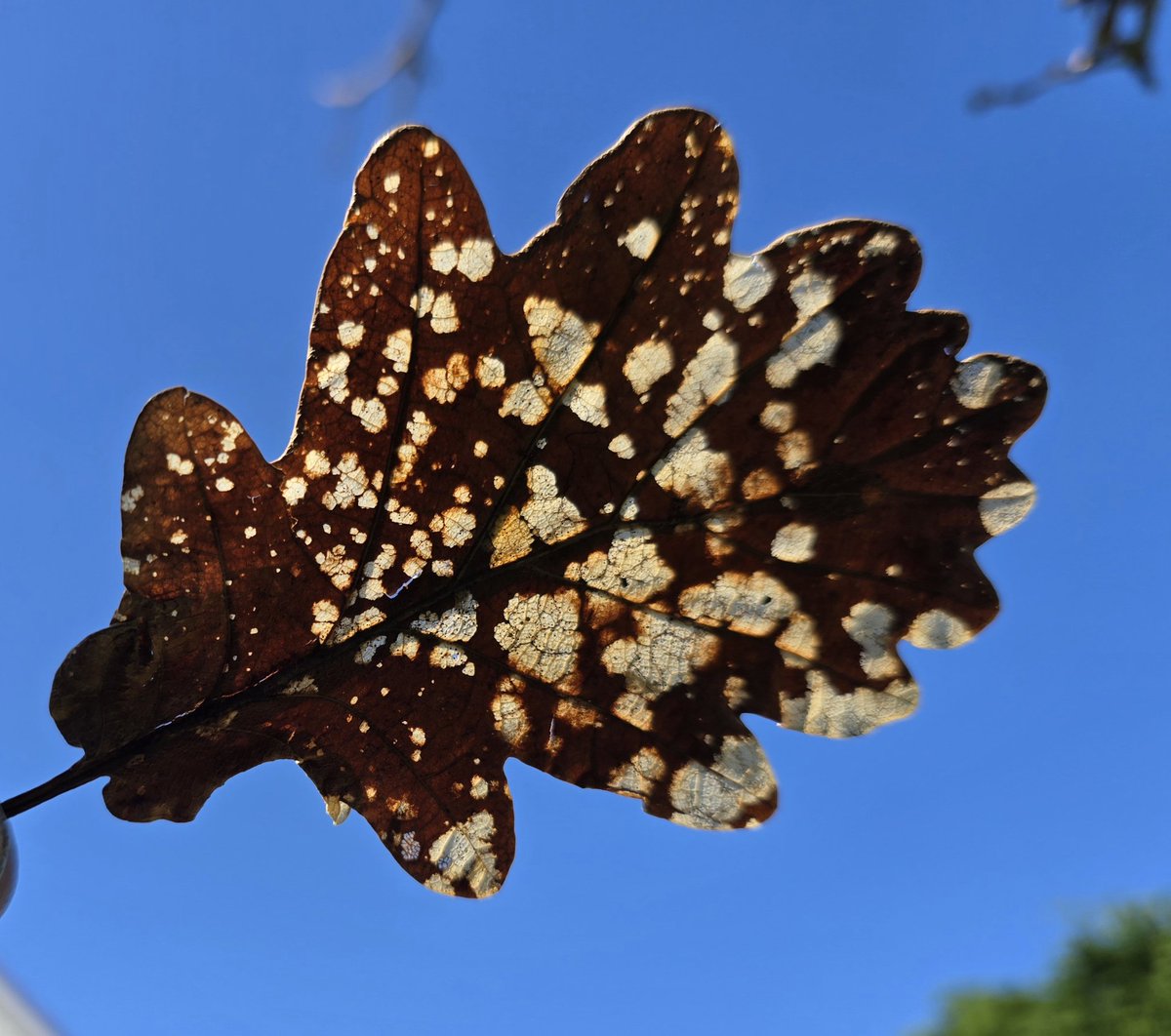 Jackie Curtis tweet media