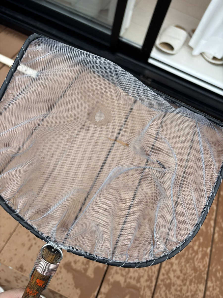 ぷれお tweet media