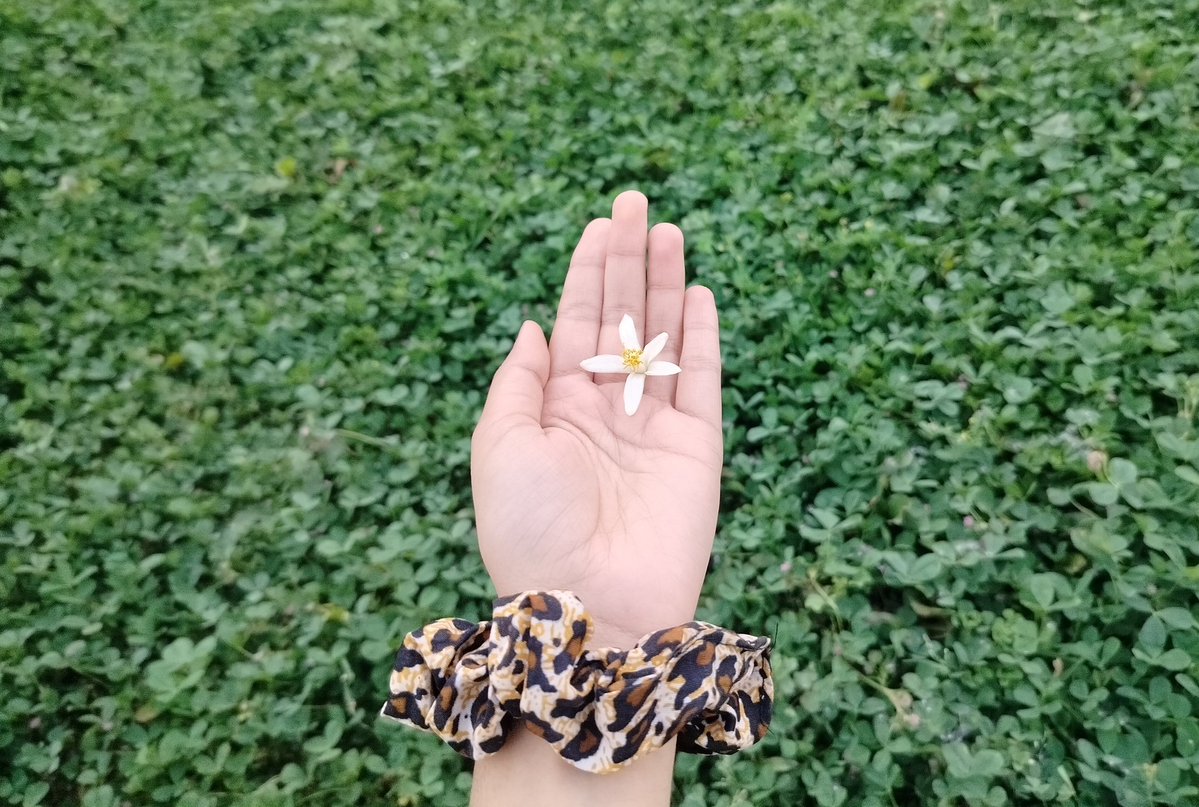 ཏྲི་གརྠ་ tweet media