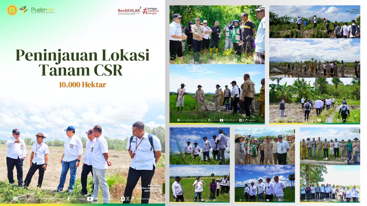 bbppkupang's tweet photo. Peninjauan Lokasi Tanam Cetak Sawah Rakyat (CSR) untuk 10.000 Hektar https://t.co/sdebXiV2di

#swasembadapangan #cetaksawahrakyat #pertanianindonesia #bppsdmp #pertanianmajumandirimodern https://t.co/vq1IVoP7Of