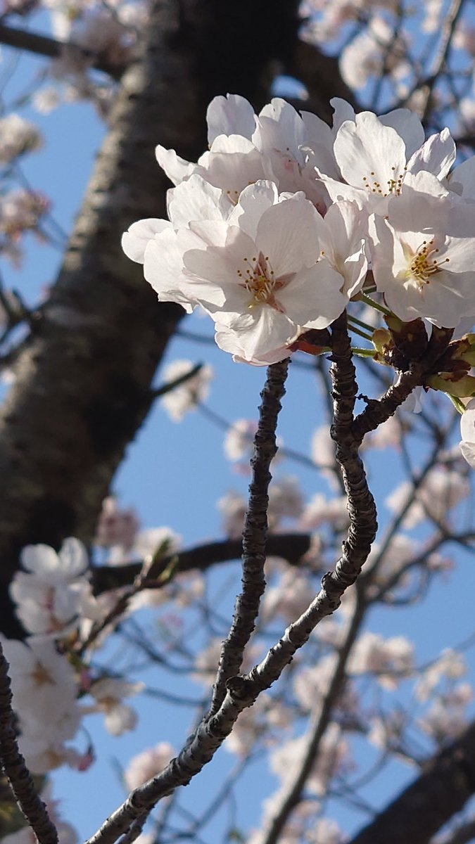 納豆P/黒猫乃こーちゃ。 tweet media