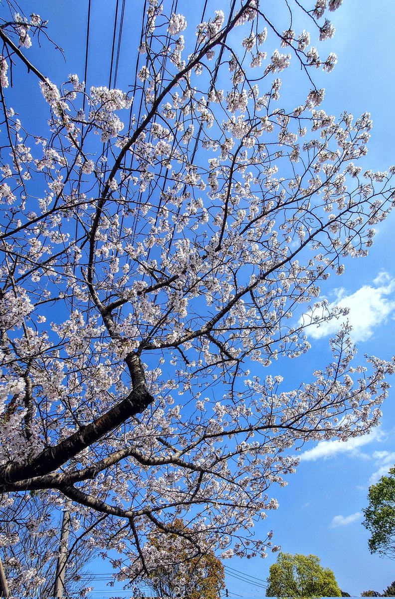 納豆P/黒猫乃こーちゃ。 tweet media