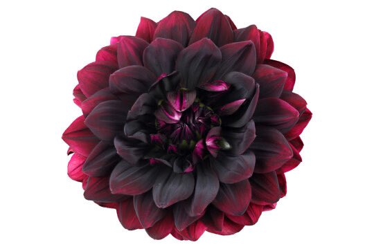 koi 💥 tweet media