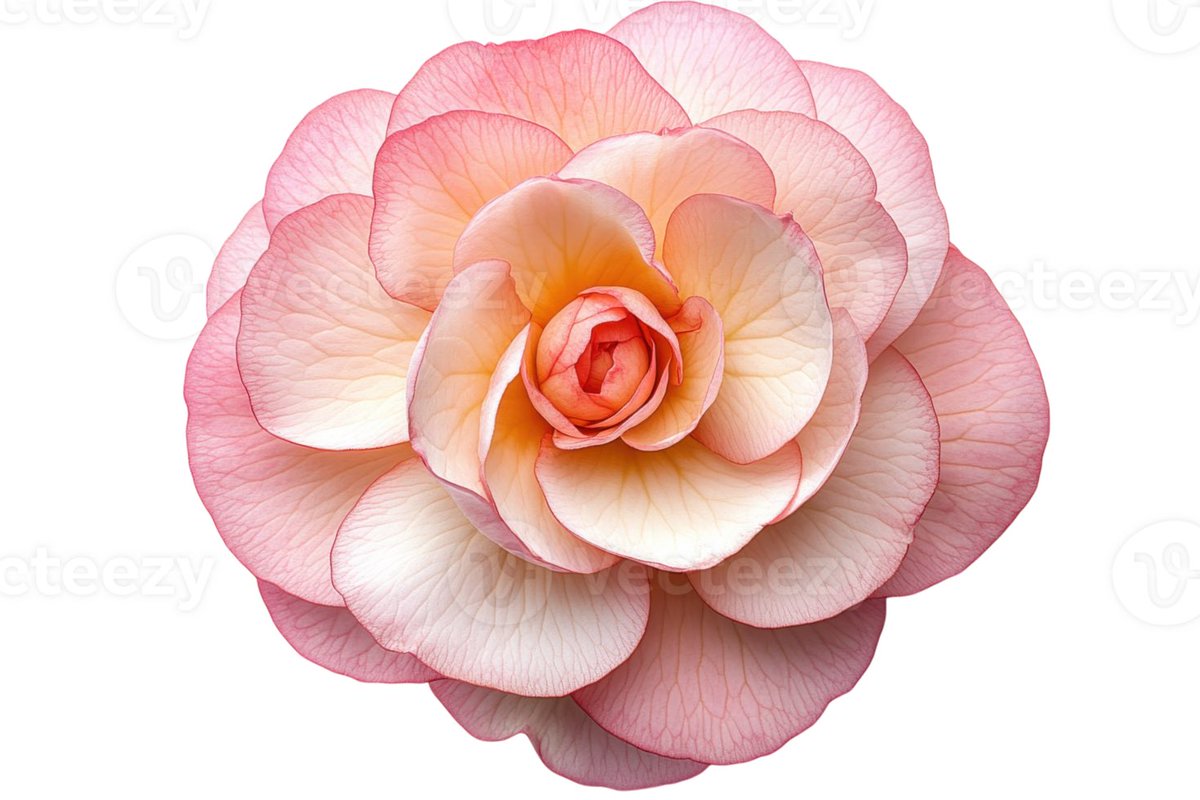 koi 💥 tweet media