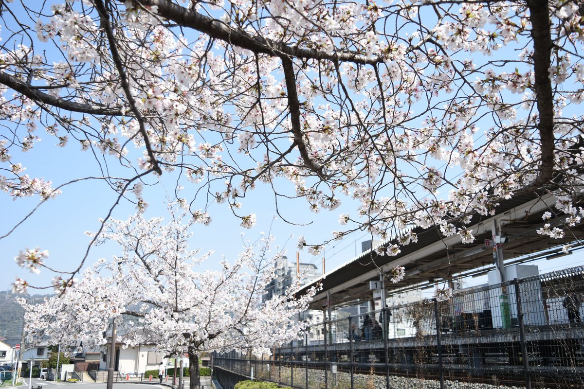 宇治市観光協会 tweet media